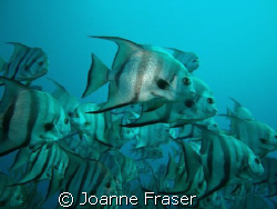 TAKEN AT THE DELRAY GROUPER HOLE by Joanne Fraser 